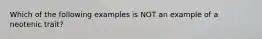 Which of the following examples is NOT an example of a neotenic trait?