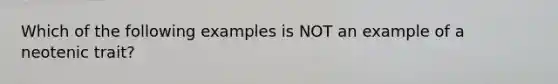 Which of the following examples is NOT an example of a neotenic trait?