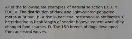 All of the following are examples of natural selection EXCEPT FOR: a. The distribution of dark and light-colored peppered moths in Britain. B. A rise in bacterial resistance to antibiotics. C. he reduction in beak length of scarlet honeycreepers when they changed food sources. D. The 150 breeds of dogs developed from ancestral wolves.