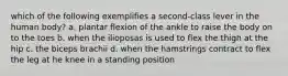 which of the following exemplifies a second-class lever in the human body? a. plantar flexion of the ankle to raise the body on to the toes b. when the ilioposas is used to flex the thigh at the hip c. the biceps brachii d. when the hamstrings contract to flex the leg at he knee in a standing position