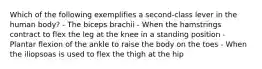 Which of the following exemplifies a second-class lever in the human body? - The biceps brachii - When the hamstrings contract to flex the leg at the knee in a standing position - Plantar flexion of the ankle to raise the body on the toes - When the iliopsoas is used to flex the thigh at the hip