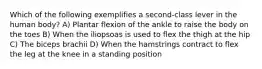 Which of the following exemplifies a second-class lever in the human body? A) Plantar flexion of the ankle to raise the body on the toes B) When the iliopsoas is used to flex the thigh at the hip C) The biceps brachii D) When the hamstrings contract to flex the leg at the knee in a standing position