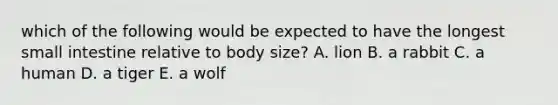 which of the following would be expected to have the longest small intestine relative to body size? A. lion B. a rabbit C. a human D. a tiger E. a wolf