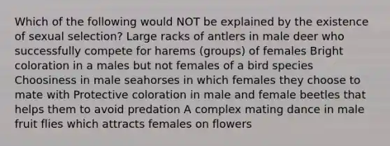 Which of the following would NOT be explained by the existence of sexual selection? Large racks of antlers in male deer who successfully compete for harems (groups) of females Bright coloration in a males but not females of a bird species Choosiness in male seahorses in which females they choose to mate with Protective coloration in male and female beetles that helps them to avoid predation A complex mating dance in male fruit flies which attracts females on flowers