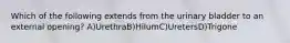 Which of the following extends from the urinary bladder to an external opening? A)UrethraB)HilumC)UretersD)Trigone
