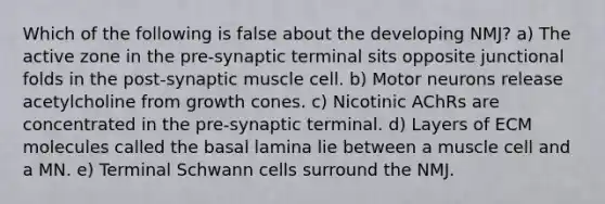 Which of the following is false about the developing NMJ? a) The active zone in the pre-synaptic terminal sits opposite junctional folds in the post-synaptic muscle cell. b) Motor neurons release acetylcholine from growth cones. c) Nicotinic AChRs are concentrated in the pre-synaptic terminal. d) Layers of ECM molecules called the basal lamina lie between a muscle cell and a MN. e) Terminal Schwann cells surround the NMJ.