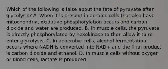 Which of the following is false about the fate of pyruvate after glycolysis? A. When it is present in aerobic cells that also have mitochondria, oxidative phosphorylation occurs and carbon dioxide and water are produced. B. In muscle cells, the pyruvate is directly phosphorylated by hexokinase to then allow it to re-enter glycolysis. C. In anaerobic cells, alcohol fermentation occurs where NADH is converted into NAD+ and the final product is carbon dioxide and ethanol. D. In muscle cells without oxygen or blood cells, lactate is produced