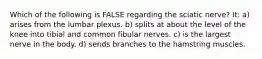 Which of the following is FALSE regarding the sciatic nerve? It: a) arises from the lumbar plexus. b) splits at about the level of the knee into tibial and common fibular nerves. c) is the largest nerve in the body. d) sends branches to the hamstring muscles.