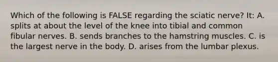 Which of the following is FALSE regarding the sciatic nerve? It: A. splits at about the level of the knee into tibial and common fibular nerves. B. sends branches to the hamstring muscles. C. is the largest nerve in the body. D. arises from the lumbar plexus.