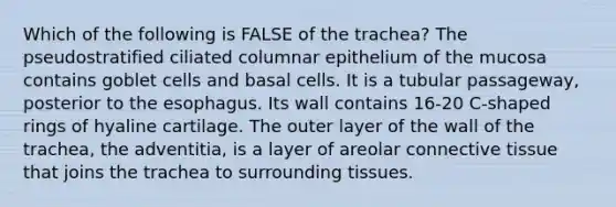 Which of the following is FALSE of the trachea? The pseudostratified ciliated columnar epithelium of the mucosa contains goblet cells and basal cells. It is a tubular passageway, posterior to the esophagus. Its wall contains 16-20 C-shaped rings of hyaline cartilage. The outer layer of the wall of the trachea, the adventitia, is a layer of areolar connective tissue that joins the trachea to surrounding tissues.