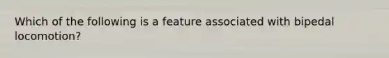 Which of the following is a feature associated with bipedal locomotion?