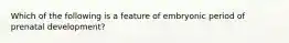 Which of the following is a feature of embryonic period of prenatal development?