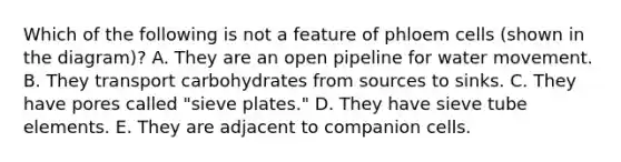 Which of the following is not a feature of phloem cells (shown in the diagram)? A. They are an open pipeline for water movement. B. They transport carbohydrates from sources to sinks. C. They have pores called "sieve plates." D. They have sieve tube elements. E. They are adjacent to companion cells.