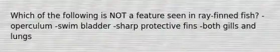 Which of the following is NOT a feature seen in ray-finned fish? -operculum -swim bladder -sharp protective fins -both gills and lungs