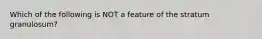 Which of the following is NOT a feature of the stratum granulosum?