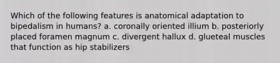 Which of the following features is anatomical adaptation to bipedalism in humans? a. coronally oriented illium b. posteriorly placed foramen magnum c. divergent hallux d. glueteal muscles that function as hip stabilizers