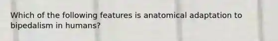 Which of the following features is anatomical adaptation to bipedalism in humans?