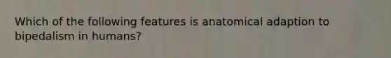 Which of the following features is anatomical adaption to bipedalism in humans?