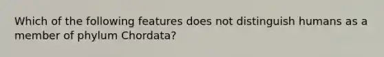 Which of the following features does not distinguish humans as a member of phylum Chordata?