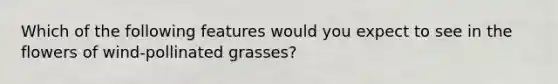 Which of the following features would you expect to see in the flowers of wind-pollinated grasses?