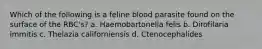 Which of the following is a feline blood parasite found on the surface of the RBC's? a. Haemobartonella felis b. Dirofilaria immitis c. Thelazia californiensis d. Ctenocephalides