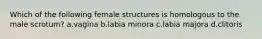 Which of the following female structures is homologous to the male scrotum? a.vagina b.labia minora c.labia majora d.clitoris