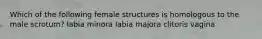 Which of the following female structures is homologous to the male scrotum? labia minora labia majora clitoris vagina