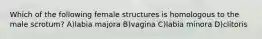 Which of the following female structures is homologous to the male scrotum? A)labia majora B)vagina C)labia minora D)clitoris