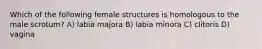 Which of the following female structures is homologous to the male scrotum? A) labia majora B) labia minora C) clitoris D) vagina