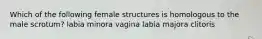 Which of the following female structures is homologous to the male scrotum? labia minora vagina labia majora clitoris