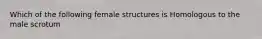 Which of the following female structures is Homologous to the male scrotum