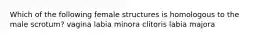 Which of the following female structures is homologous to the male scrotum? vagina labia minora clitoris labia majora