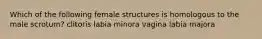 Which of the following female structures is homologous to the male scrotum? clitoris labia minora vagina labia majora