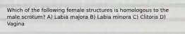 Which of the following female structures is homologous to the male scrotum? A) Labia majora B) Labia minora C) Clitoris D) Vagina