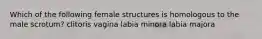 Which of the following female structures is homologous to the male scrotum? clitoris vagina labia minora labia majora