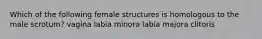 Which of the following female structures is homologous to the male scrotum? vagina labia minora labia majora clitoris