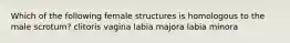 Which of the following female structures is homologous to the male scrotum? clitoris vagina labia majora labia minora