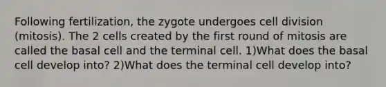 Following fertilization, the zygote undergoes cell division (mitosis). The 2 cells created by the first round of mitosis are called the basal cell and the terminal cell. 1)What does the basal cell develop into? 2)What does the terminal cell develop into?