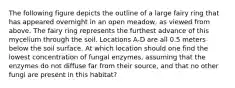 The following figure depicts the outline of a large fairy ring that has appeared overnight in an open meadow, as viewed from above. The fairy ring represents the furthest advance of this mycelium through the soil. Locations A-D are all 0.5 meters below the soil surface. At which location should one find the lowest concentration of fungal enzymes, assuming that the enzymes do not diffuse far from their source, and that no other fungi are present in this habitat?