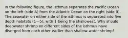 In the following figure, the isthmus separates the Pacific Ocean on the left (side A) from the Atlantic Ocean on the right (side B). The seawater on either side of the isthmus is separated into five depth habitats (1—5), with 1 being the shallowest. Why should deepwater shrimp on different sides of the isthmus have diverged from each other earlier than shallow-water shrimp?