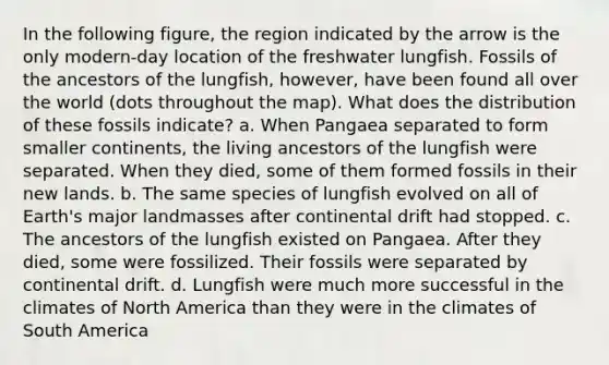 In the following figure, the region indicated by the arrow is the only modern-day location of the freshwater lungfish. Fossils of the ancestors of the lungfish, however, have been found all over the world (dots throughout the map). What does the distribution of these fossils indicate? a. When Pangaea separated to form smaller continents, the living ancestors of the lungfish were separated. When they died, some of them formed fossils in their new lands. b. The same species of lungfish evolved on all of Earth's major landmasses after continental drift had stopped. c. The ancestors of the lungfish existed on Pangaea. After they died, some were fossilized. Their fossils were separated by continental drift. d. Lungfish were much more successful in the climates of North America than they were in the climates of South America