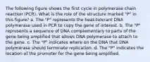 The following figure shows the first cycle in polymerase chain reaction (PCR). What is the role of the structure marked "P" in this figure? a. The "P" represents the heat-tolerant DNA polymerase used in PCR to copy the gene of interest. b. The "P" represents a sequence of DNA complementary to parts of the gene being amplified that allows DNA polymerase to attach to the gene. c. The "P" indicates where on the DNA that DNA polymerase should terminate replication. d. The "P" indicates the location of the promoter for the gene being amplified.