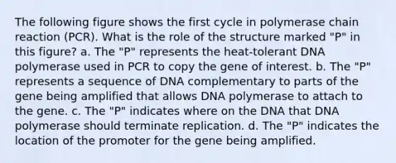 The following figure shows the first cycle in polymerase chain reaction (PCR). What is the role of the structure marked "P" in this figure? a. The "P" represents the heat-tolerant DNA polymerase used in PCR to copy the gene of interest. b. The "P" represents a sequence of DNA complementary to parts of the gene being amplified that allows DNA polymerase to attach to the gene. c. The "P" indicates where on the DNA that DNA polymerase should terminate replication. d. The "P" indicates the location of the promoter for the gene being amplified.