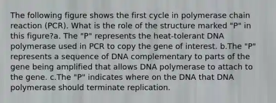 The following figure shows the first cycle in polymerase chain reaction (PCR). What is the role of the structure marked "P" in this figure?a. The "P" represents the heat-tolerant DNA polymerase used in PCR to copy the gene of interest. b.The "P" represents a sequence of DNA complementary to parts of the gene being amplified that allows DNA polymerase to attach to the gene. c.The "P" indicates where on the DNA that DNA polymerase should terminate replication.