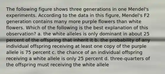 The following figure shows three generations in one Mendel's experiments. According to the data in this figure, Mendel's F2 generation contains many more purple flowers than white flowers. Which of the following is the best explanation of this observation? a. the white alleles is only dominant in about 25 percent of the offspring that inherit it b. the probability of any individual offspring receiving at least one copy of the purple allele is 75 percent c. the chance of an individual offspring receiving a white allele is only 25 percent d. three-quarters of the offspring must receiving the white allele