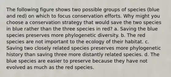 The following figure shows two possible groups of species (blue and red) on which to focus conservation efforts. Why might you choose a conservation strategy that would save the two species in blue rather than the three species in red? a. Saving the blue species preserves more phylogenetic diversity. b. The red species are not important to the ecology of their habitat. c. Saving two closely related species preserves more phylogenetic history than saving three more distantly related species. d. The blue species are easier to preserve because they have not evolved as much as the red species.