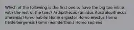 Which of the following is the first one to have the big toe inline with the rest of the toes? Ardipithecus ramidus Australopithecus afarensis Homo habilis Home ergastor Homo erectus Homo heidelbergensis Homo neanderthalis Homo sapiens