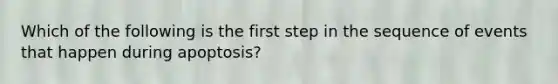 Which of the following is the first step in the sequence of events that happen during apoptosis?