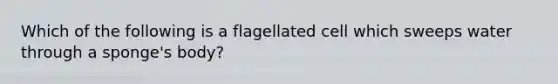 Which of the following is a flagellated cell which sweeps water through a sponge's body?