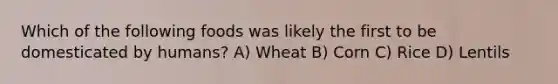 Which of the following foods was likely the first to be domesticated by humans? A) Wheat B) Corn C) Rice D) Lentils